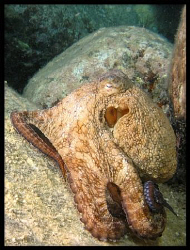 Octopus filosus by Thomas Dinesen 